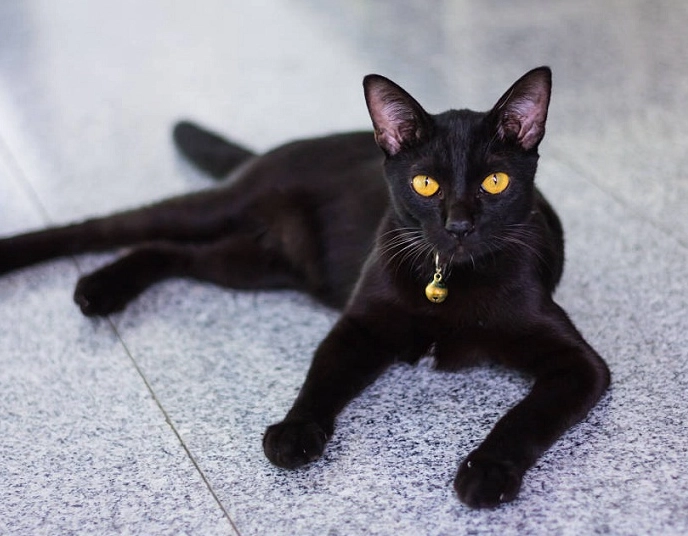 Bombay cat breed