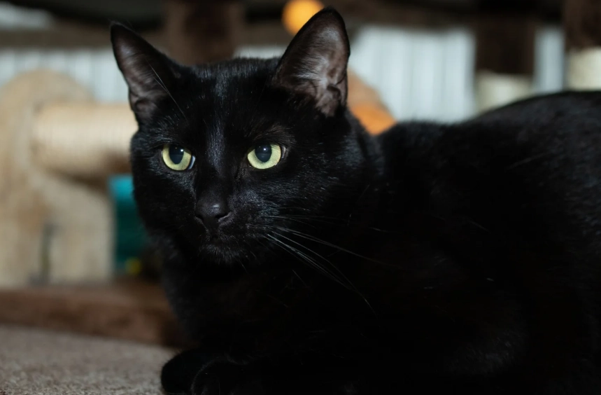black cat breeds