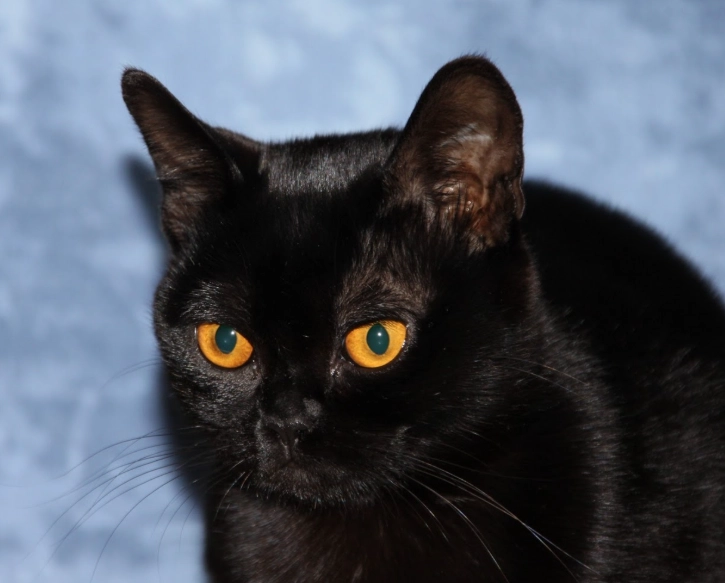 Bombay cat breed