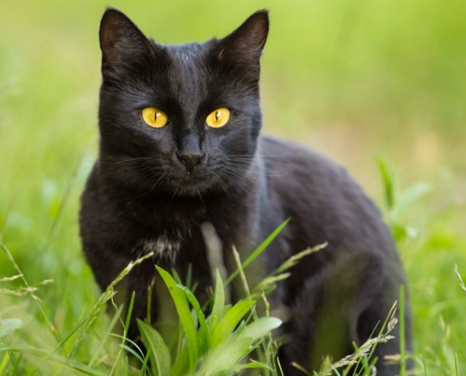 Bombay cat apartment living Bombay cat apartment living