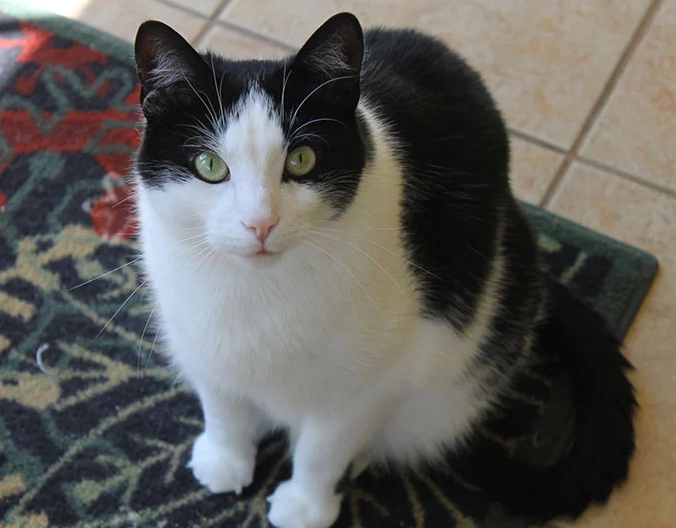 black and white cat personality