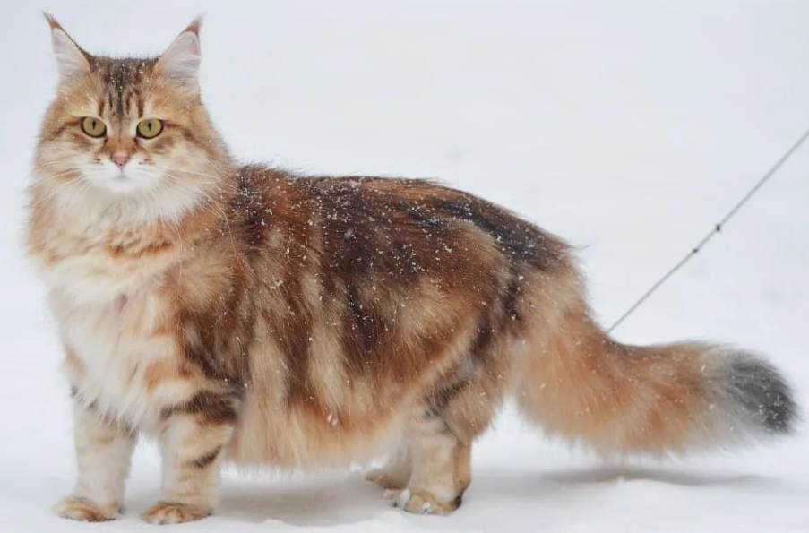 hypoallergenic cat breeds