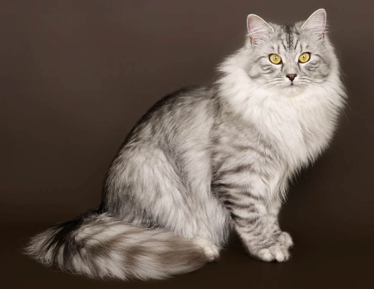 Siberian cat care