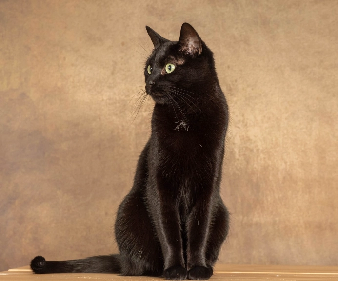 Bombay cat personality Bombay cat personality