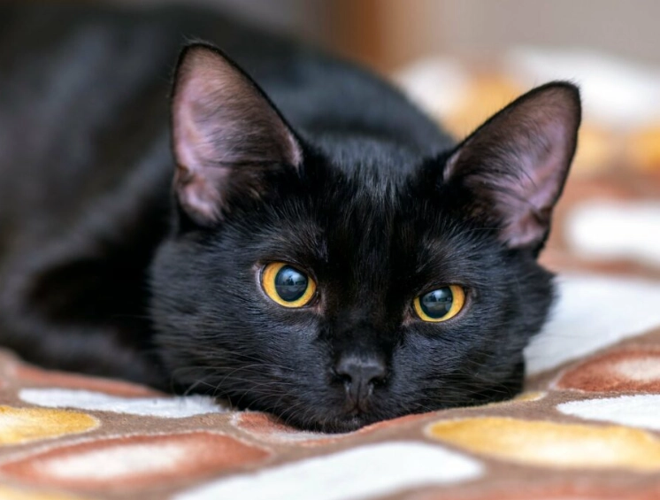 black cat breeds