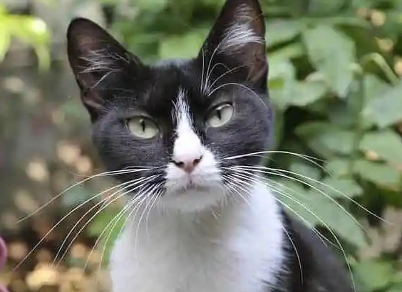 black and white cat personality