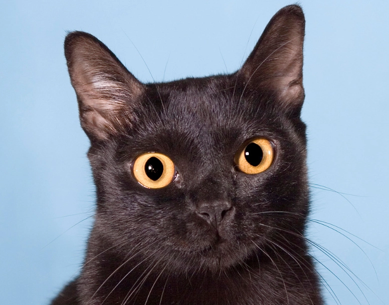 Bombay cat personality Bombay cat personality