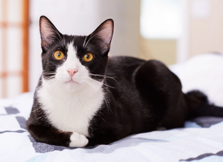 are tuxedo cats friendly