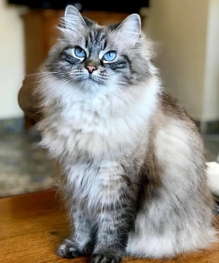 hypoallergenic cat breeds