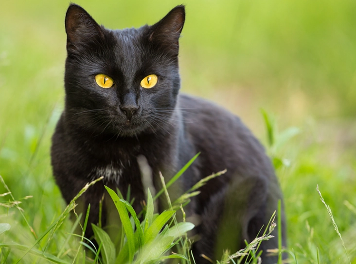 Bombay cat personality