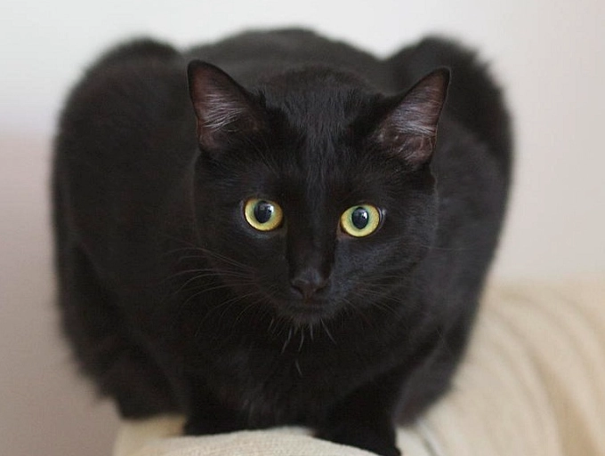 black short-haired cat care