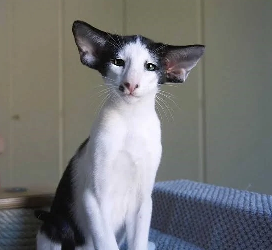 Oriental cat personality Oriental cat personality