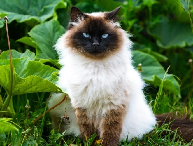 Himalayan cat Himalayan cat