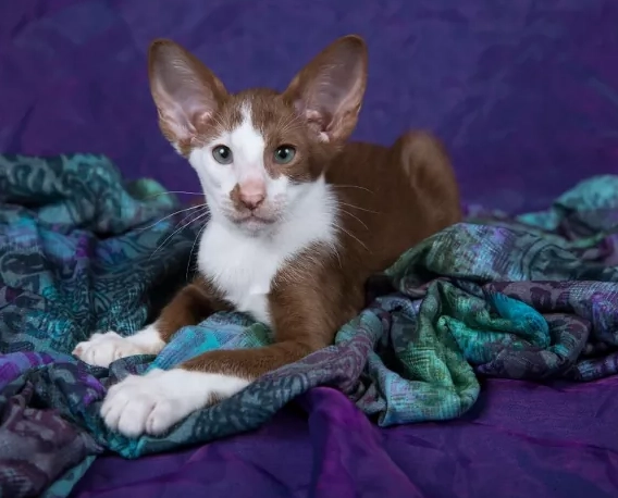 Are Oriental cats good pets?