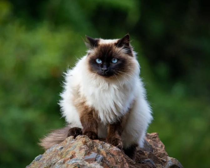Himalayan cat Himalayan cat