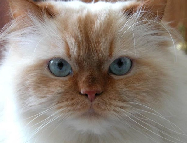 Himalayan cat colors Himalayan cat colors