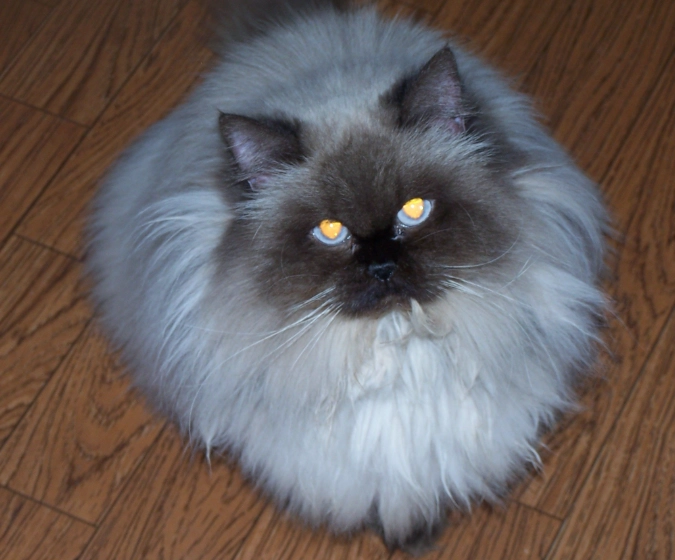 longhair cat grooming