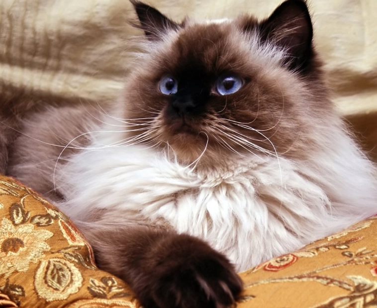 Siamese cat Siamese cat