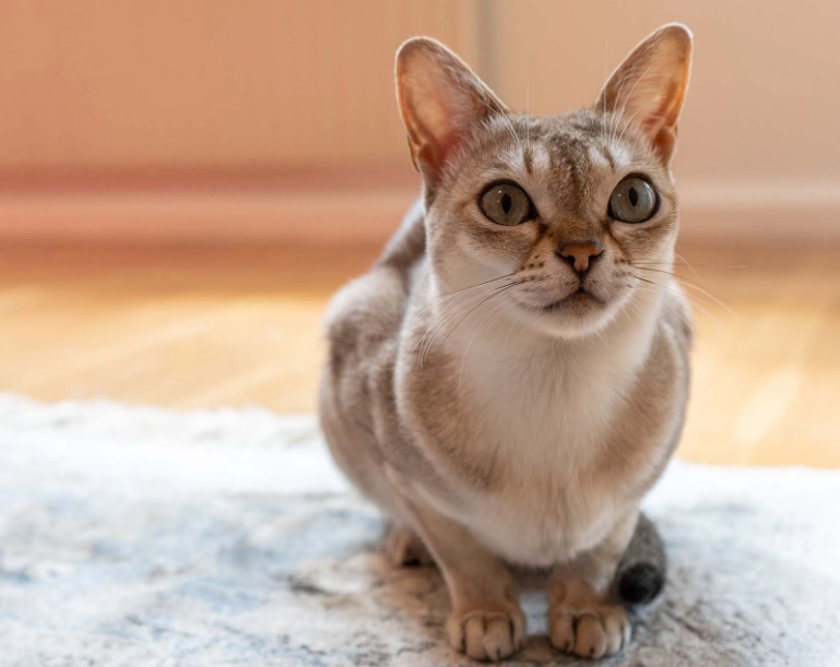 Singapore stray cats