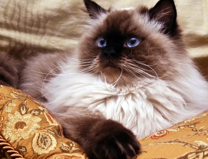 longhaired tabby cat longhaired tabby cat