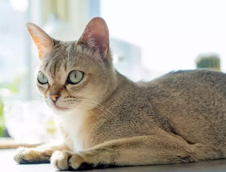 Singapore stray cats