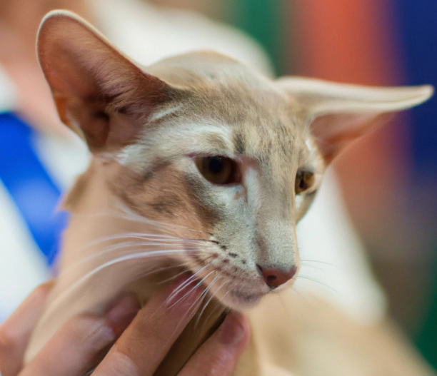 Oriental Shorthair care Oriental Shorthair care