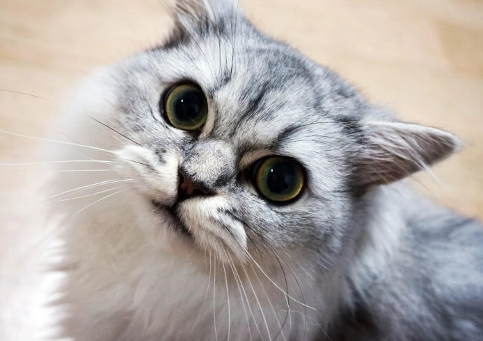 Persian cat grooming Persian cat grooming