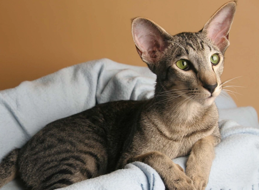 Oriental cat breed Oriental cat breed