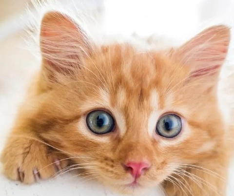 Singapore national cat