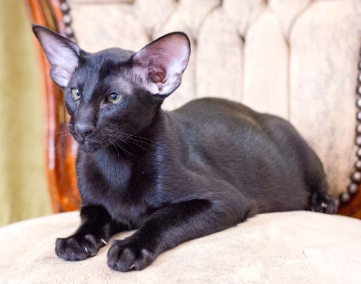 black Oriental cat black Oriental cat