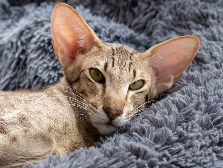 Oriental cat breed Oriental cat breed