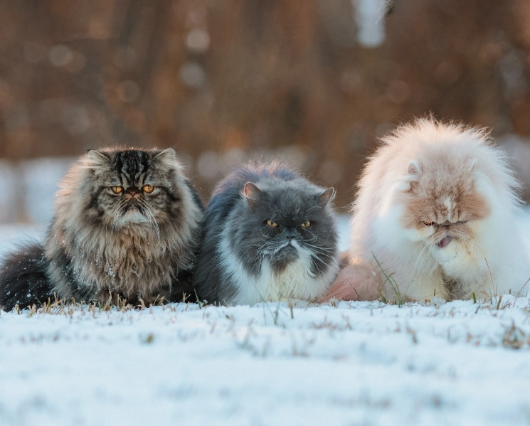 Disadvantages of Persian cats