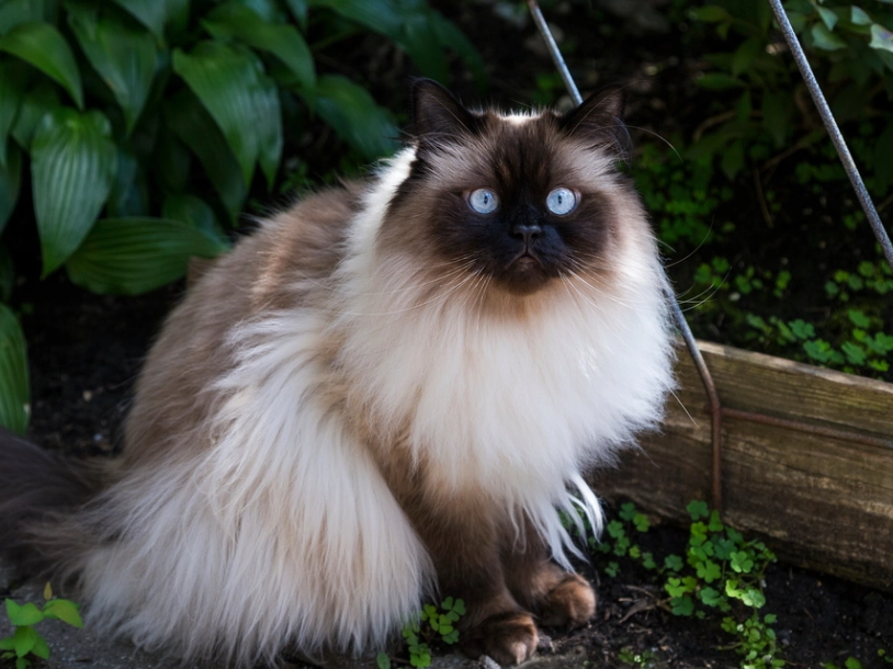 Himalayan cat colors Himalayan cat colors