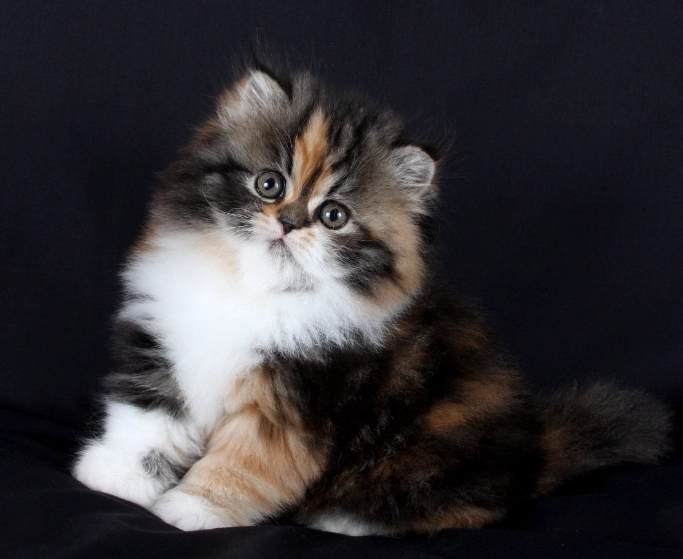 Persian Himalayan cat care