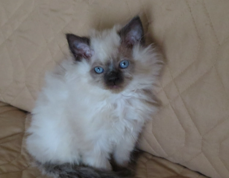 Persian Himalayan cat care
