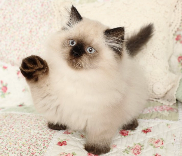 longhair cat grooming