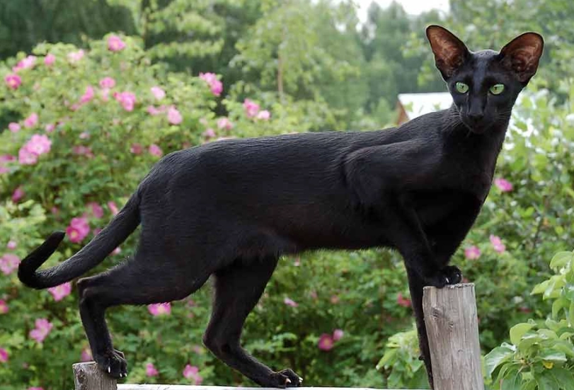 black Oriental cat black Oriental cat