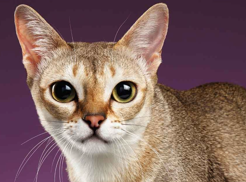 Singapura cat personality Singapura cat personality