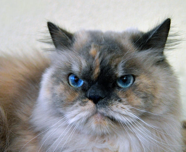 Persian Himalayan mix