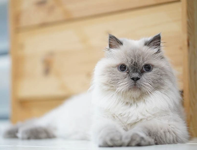 Persian Himalayan mix