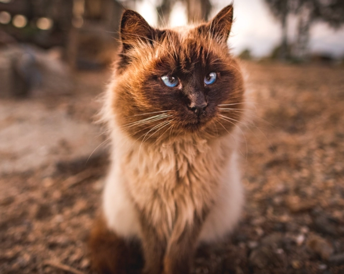 longhaired tabby cat longhaired tabby cat