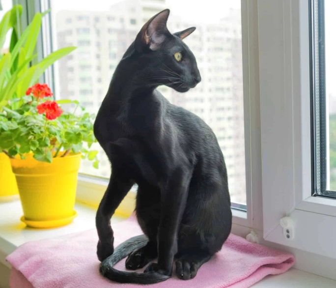Oriental Shorthair Black Oriental Shorthair Black