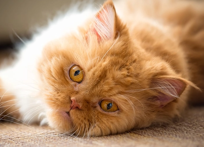 Persian cat grooming Persian cat grooming