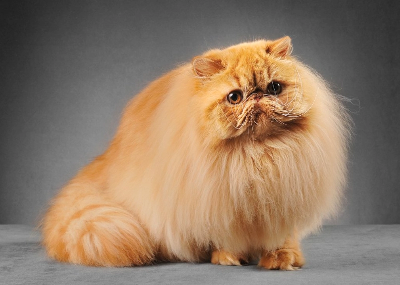Persian cat grooming Persian cat grooming