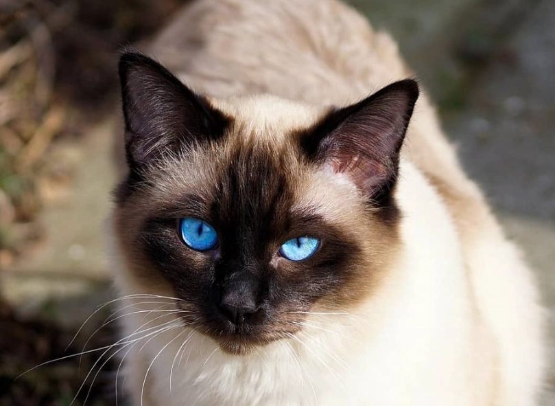 Balinese cat temperament Balinese cat temperament