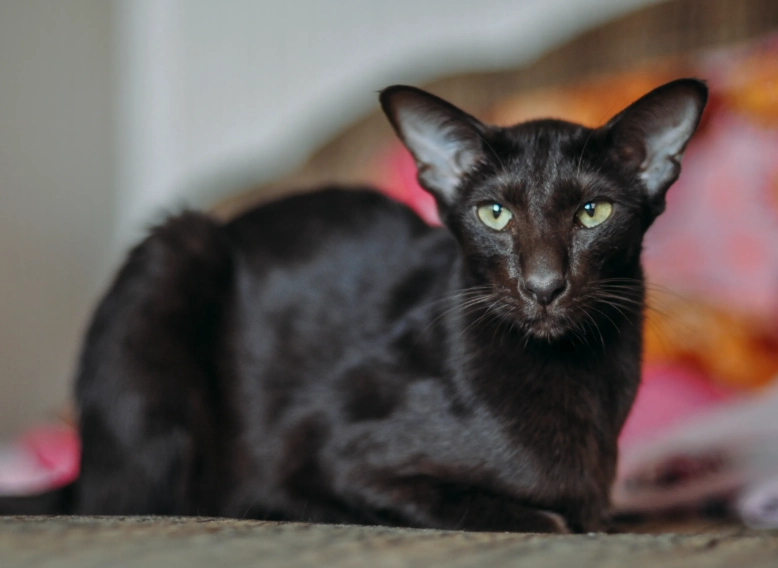 Oriental cat breed