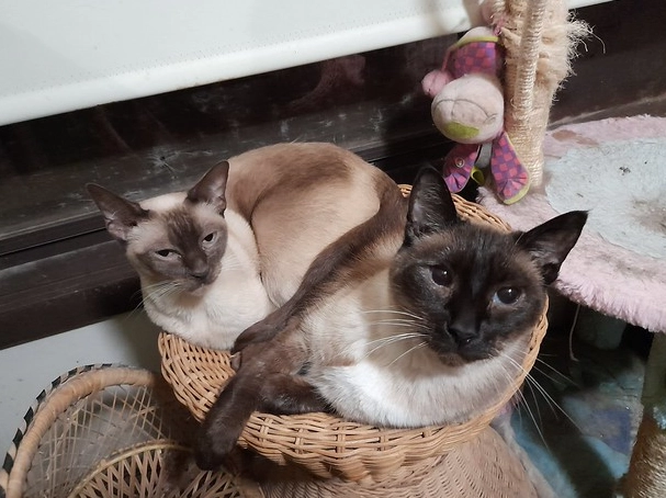 Tonkinese cat behavior Tonkinese cat behavior