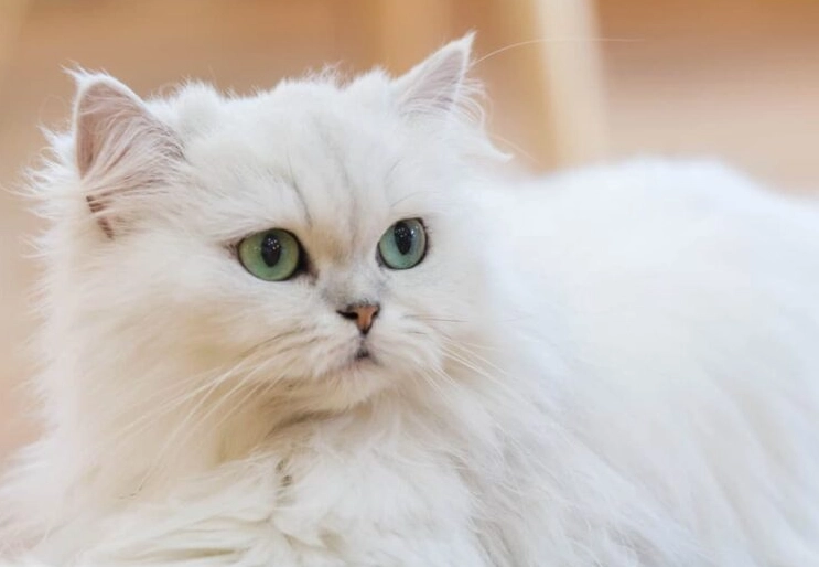 Traditional Persian cat breed Traditional Persian cat breed