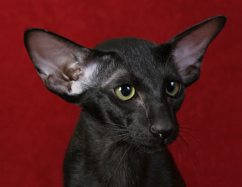 Oriental Shorthair cat