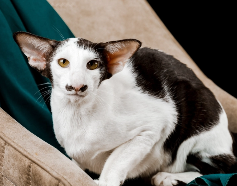 Oriental Shorthair cat